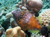 Whitespotted Filefish
